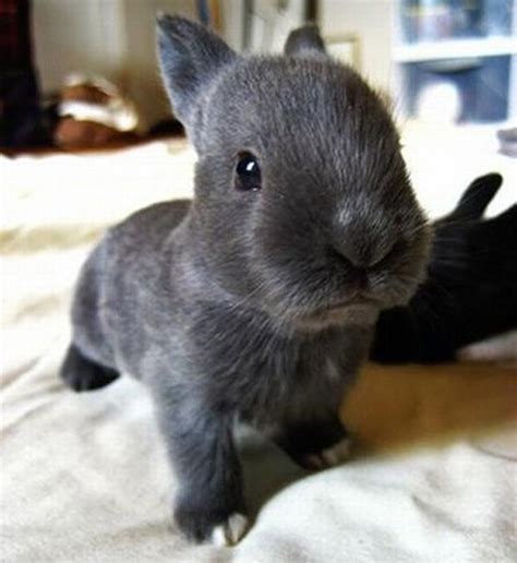 Top 30 Cutest Pictures Of Bunnies Around The World The Design Inspiration