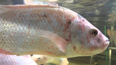 Mouth Brooding Red Nile Tilapia This Is How Its Done In On Of My
