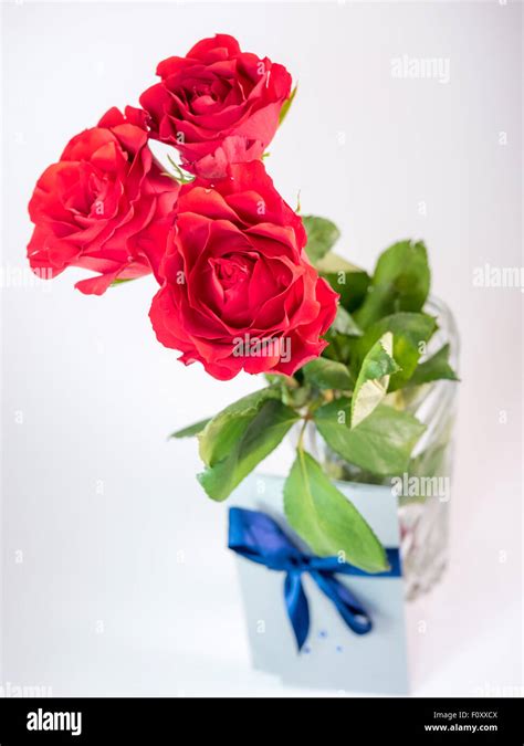 Three Dark Red Roses Isolated On White Stock Photo Alamy