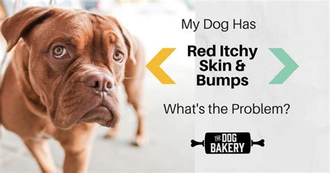 My Dog Has Red Itchy Skin And Bumps What Is The Problem The Dog Bakery