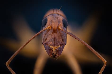 African Carpenter Ant Camponotus Maculatus Insect Week