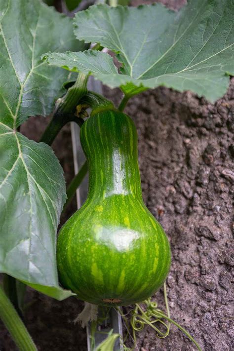 How To Plant And Grow Butternut Squash Pumpkim