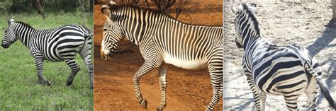 Whats The Difference Between Zebras Common Zebra Grevys Zebra And