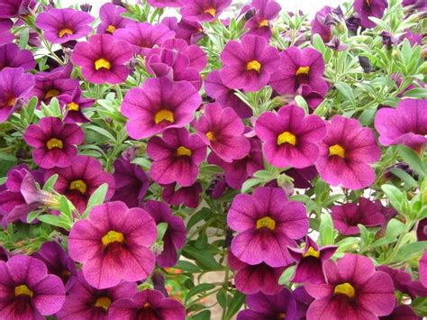 Purple Annual Flowers Names And Pictures ~ Tall Purple Annual Flowers