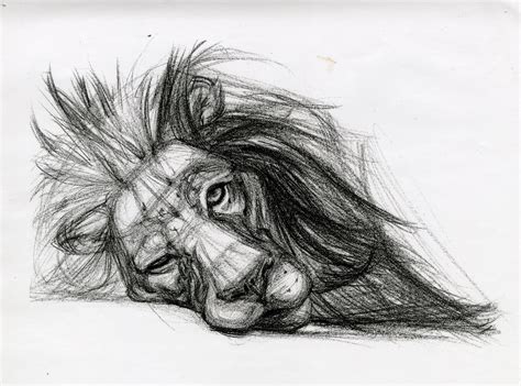 Candace Giancanelli Animal Drawings Pencil Drawings Of Animals