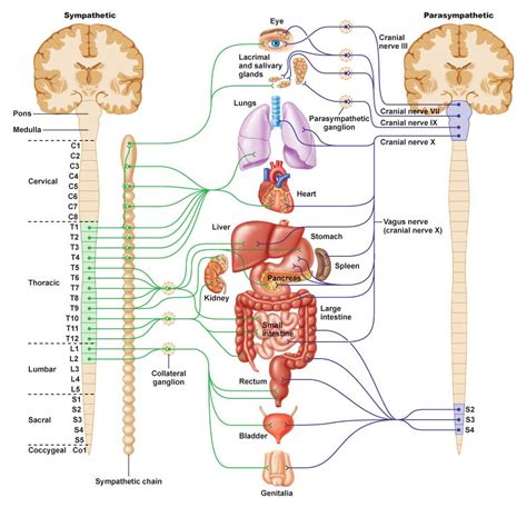 Autonomic Nervous System Biological Science Picture Directory