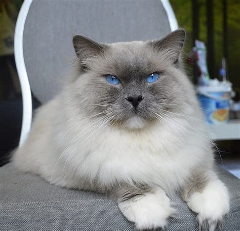 Blue Point Ragdoll Cat Breed Info Pictures Temperament And Traits