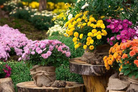 Chrysanthemum Growing Guide Tips On How To Grow Garden Lovers Club