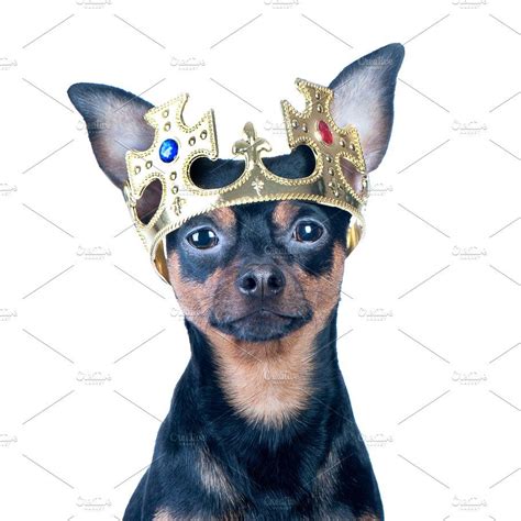 Dog In The Crown Like A King The Crown Dogs Crown