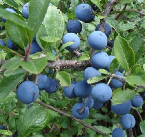 1x 3ft Sloe Berry Bush Fruit Plant Make Your Own Sloe Gin 2l