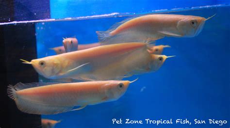 Carnivorous Tropical Fish Albino Silver Arowana