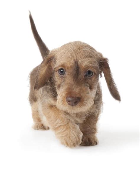 Dachshund Miniature Wire Haired Dog Breed Information Noahs Dogs