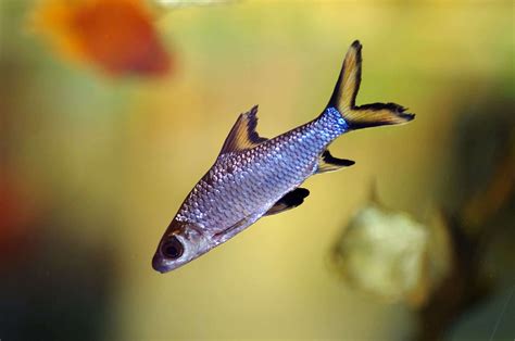 The 10 Best Freshwater Aquarium Sharks For Tanks Of All Sizes