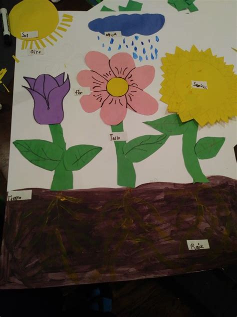 Plant Life Cycle For Kindergarten Plant Life Cycle Plant Life Life