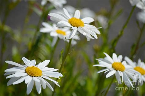 Daisies Galore Photograph By Carol Eliassen Fine Art America