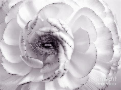 Delicate White Rose Flower Photograph Photograph By