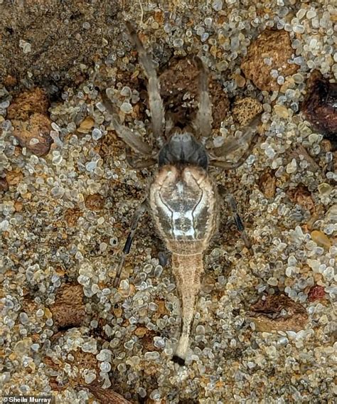 Terrifying Scorpion Tailed Spider Is Discovered In West Australia