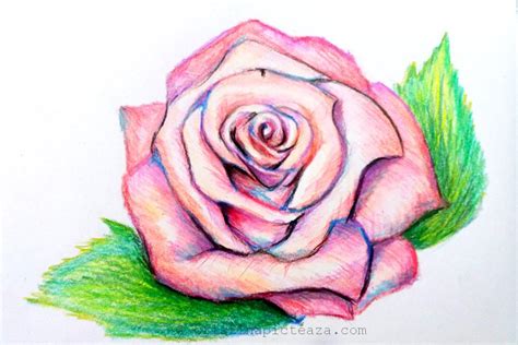 Văduvă Specific Consecutiv Desene Cu Petala De Trandafir In Creion A