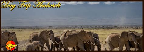 Amboseli National Park Day Tour From Nairobi Ultimate Wildlife Safari