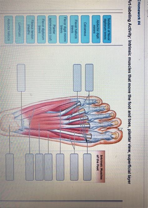 37 Correctly Label The Intrinsic Muscles Of The Foot Labels 2021