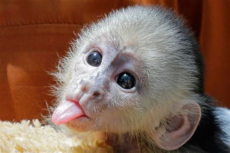Na Na You Are Baby Monkey Pet Cute Baby Monkey Capuchin Monkey