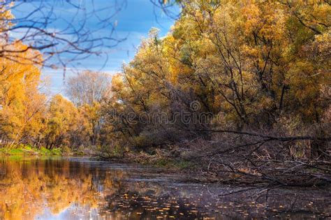 Autumn Landscape On The River Western Siberia Novosibirsk Region