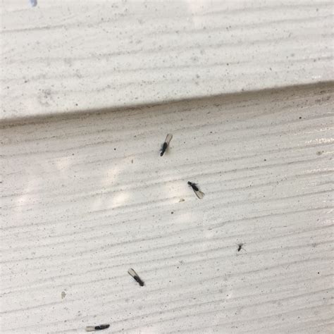 Infestation Of These Bugs What Are These They Look Like Little Flies