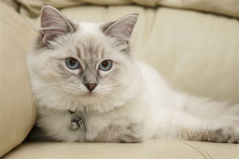 7 Friendliest Cat Breeds Choosing The Right Cat For You Cats Guide