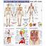 Human Body Chart 23x36 Buy Online At Low 