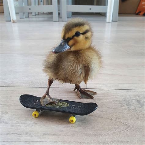 Cutestduckling On Instagram See You Later Quack 🐥 Via Siebe3t