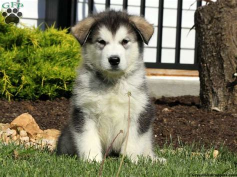 Giant Alaskan Malamute Puppies For Sale Near Me Puppies