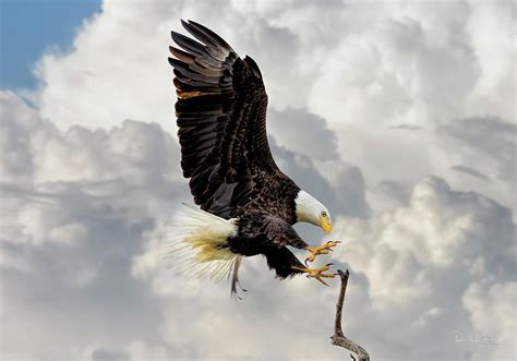 Talons Of The Eagle Photograph By Ronald Kotinsky Pixels