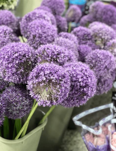 Maybe you would like to learn more about one of these? Wholesale Florists San Antonio Texas : Janal Wholesale ...