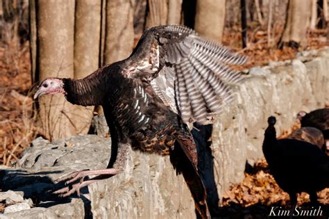 Wild Turkeys Massachusetts 2 Copyright Kim Smith Good Morning Gloucester