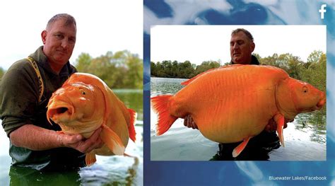 Worlds Biggest Goldfish