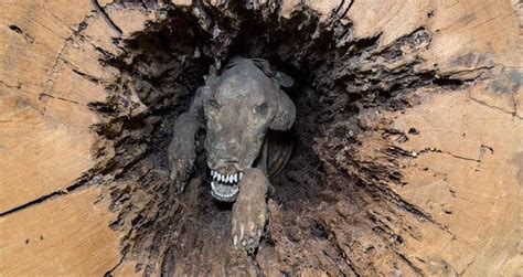 Meet Stuckie — The Mummified Dog Stuck In A Tree For Over 50 Years