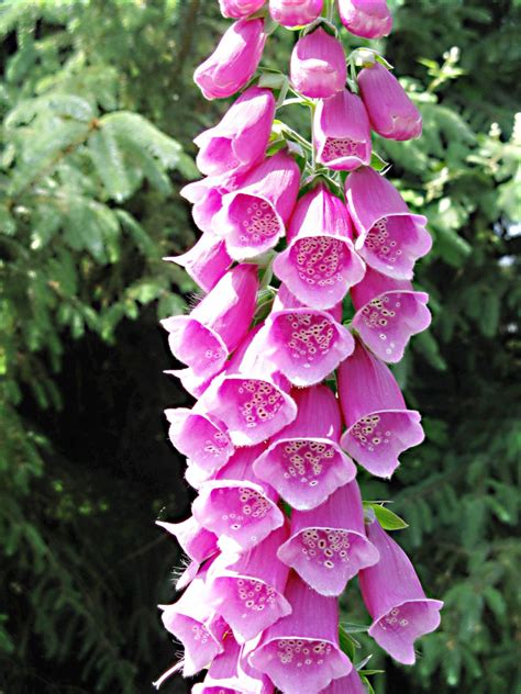 Foxgloves Beautiful Flowers And Digitalis Health Effects Hubpages
