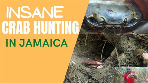 Insane Crab Hunting In Jamaica With Mexican How To Catch Crabs Catching Crabs On The