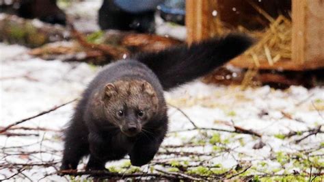 Rare Weasel Returns To Historic Range In Washington State Fox News