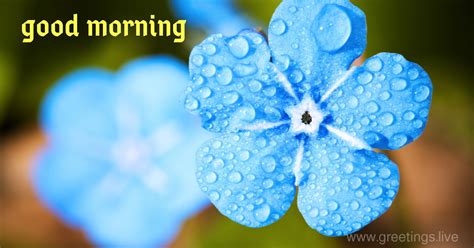Beautiful Morning Blue Flowers Greetings Good Night Greetings Good