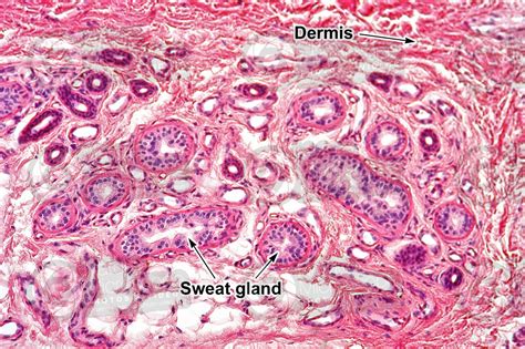 Sweat Gland Histology