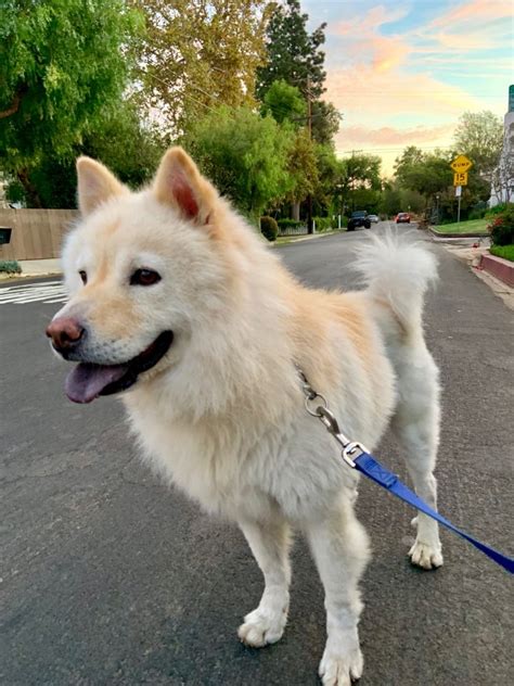 79 Chow Chow Samoyed Mix Puppy L2sanpiero