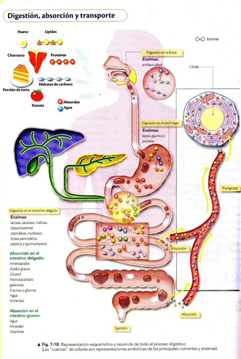 ♦ Metabolismo Y Osmorregulación Biocienciasdesamuel