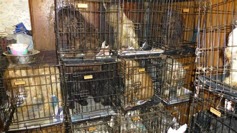 Morecambe Woman Left 54 Dogs Trapped In Filthy Cages Bbc News