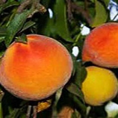 We did not find results for: Buy Loring Peach for sale online | Nature Hills Nursery