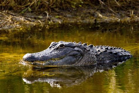 Alligator In Water Stock Photos Pictures And Royalty Free Images Istock