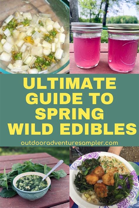 Ultimate Guide To Wild Edibles Spring Wild Edibles
