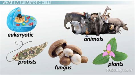 It is easier to describe these parts by using diagrams plant and animal cells. Eukaryotic Cells Definition: Lesson for Kids - Video ...