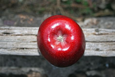 One Red Apple Free Stock Photo Public Domain Pictures