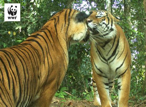 Pembalakan Bagus Untuk Harimau Hanya Di Hutan Terpilih BebasNews